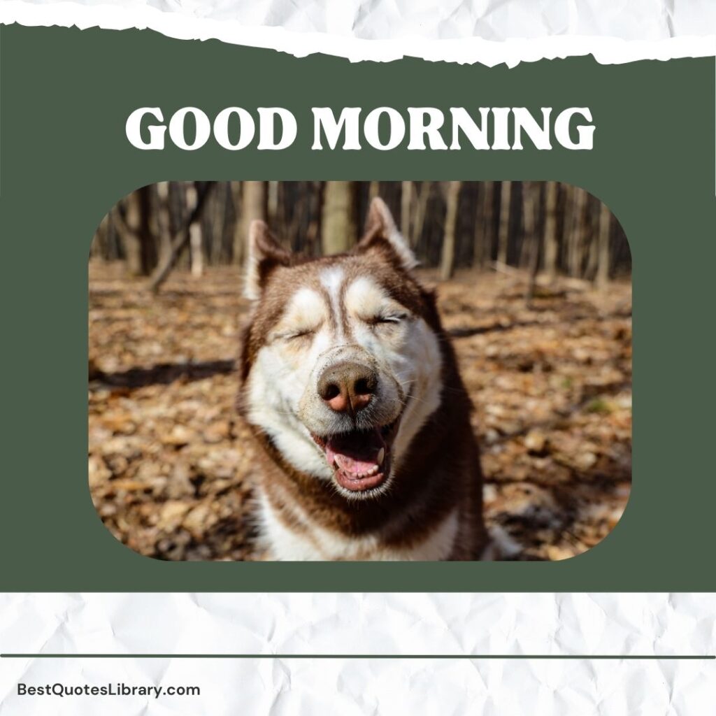 A Dog smiling in morning