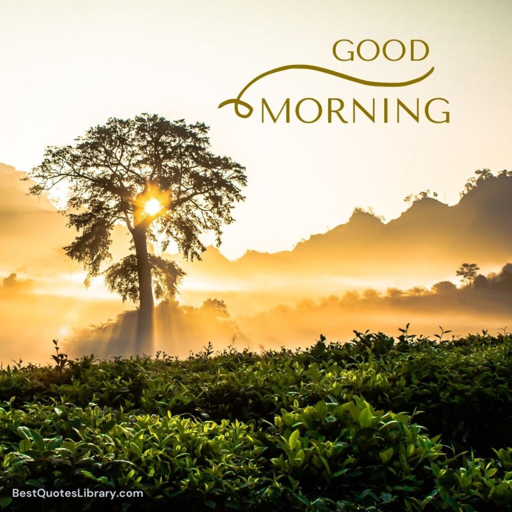 A beautiful morning nature with trees and grass