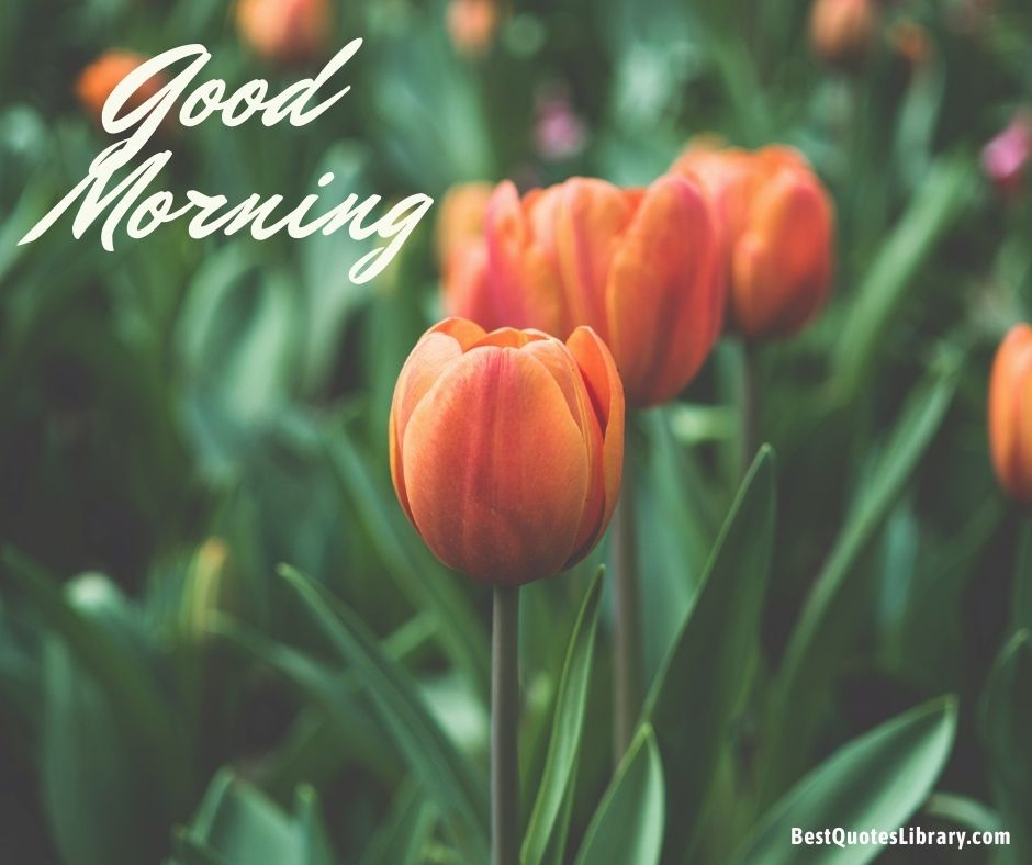 Download free images flowers tulip red flowers wishes good morning with garden background on bestquoteslibrary