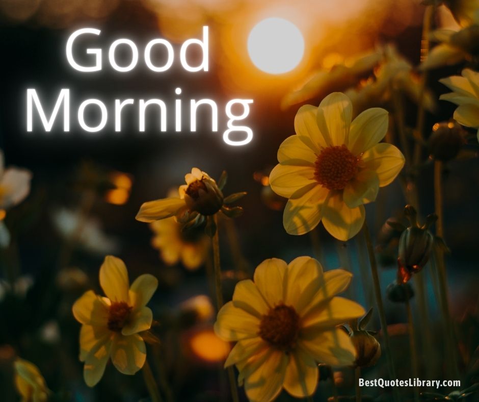 Morning sun with garden white flowers wish good morning