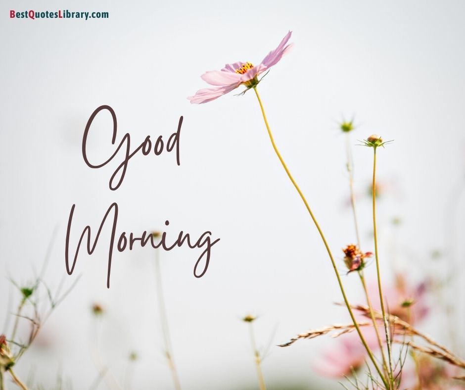 download Free pink cosmos wild free photo from bestquoteslibrary wishing good morning with natural garden background