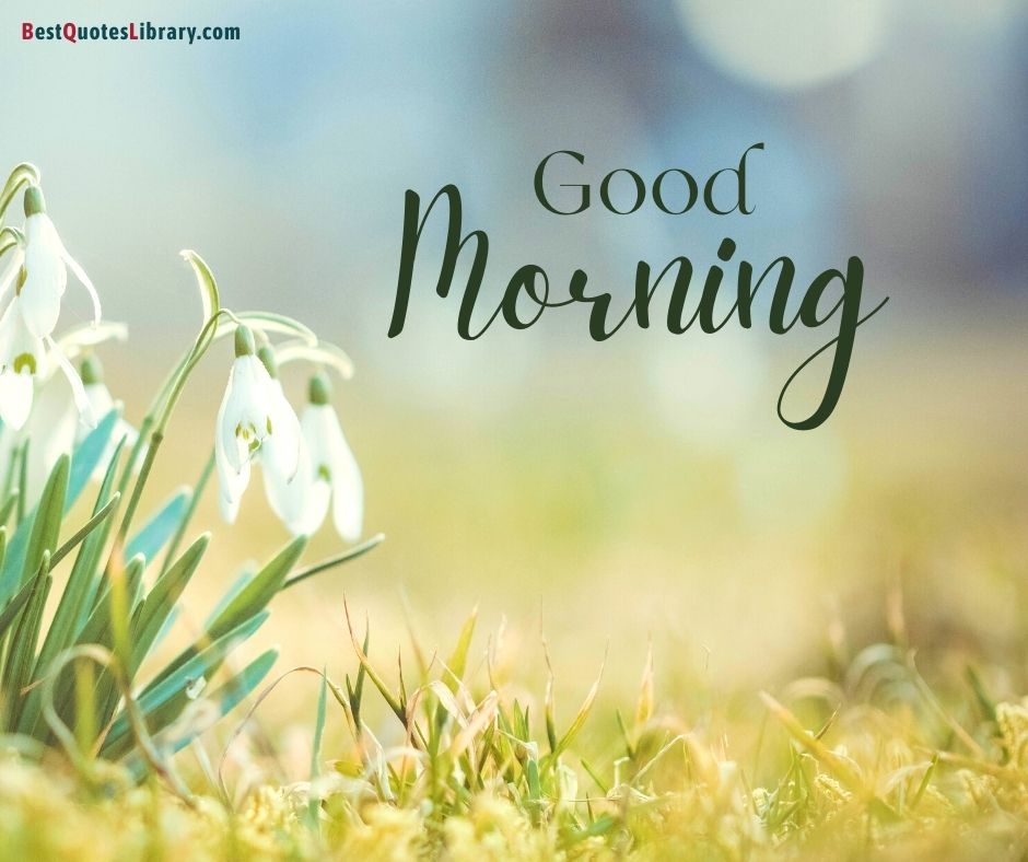 download free Snow drop flower free picture wishing good morning on bestquoteslibrary with natural garden background