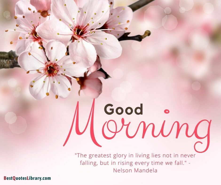 download free flower images cherry blossom wish good morning quote on bestquotelibrary