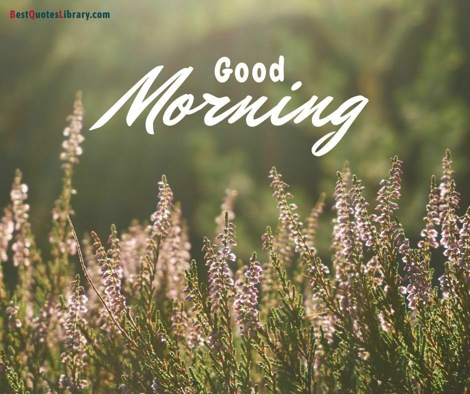 download free flower images wish good morning on bestquotelibrary in garden