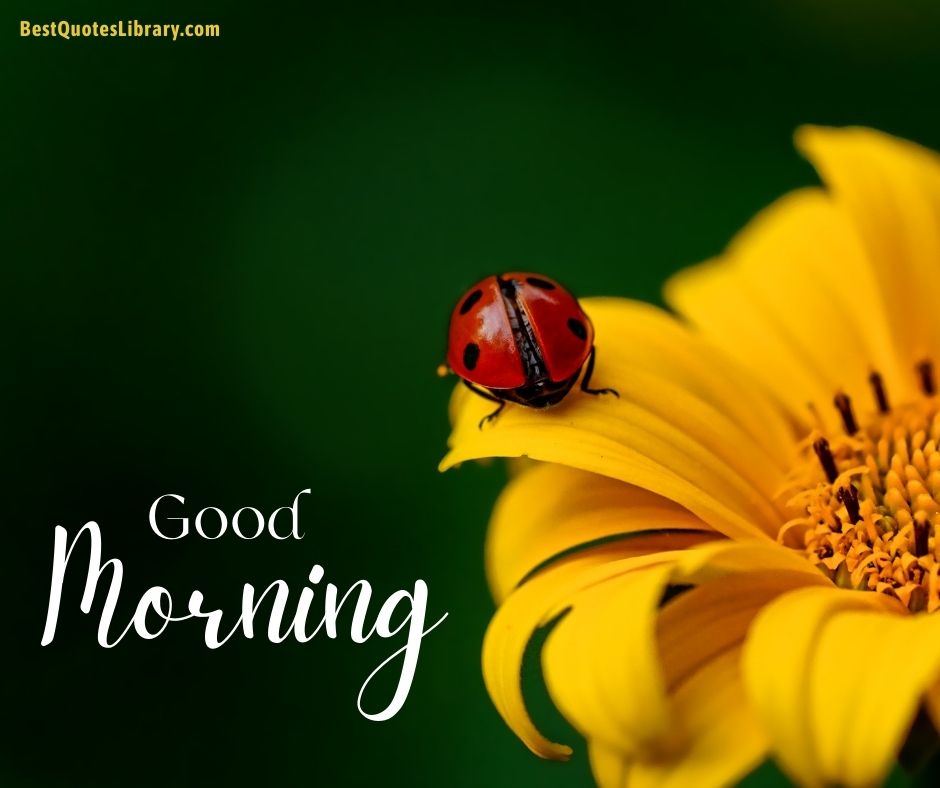 download free images flowers with ladybug on yellow flower wishes good morning
