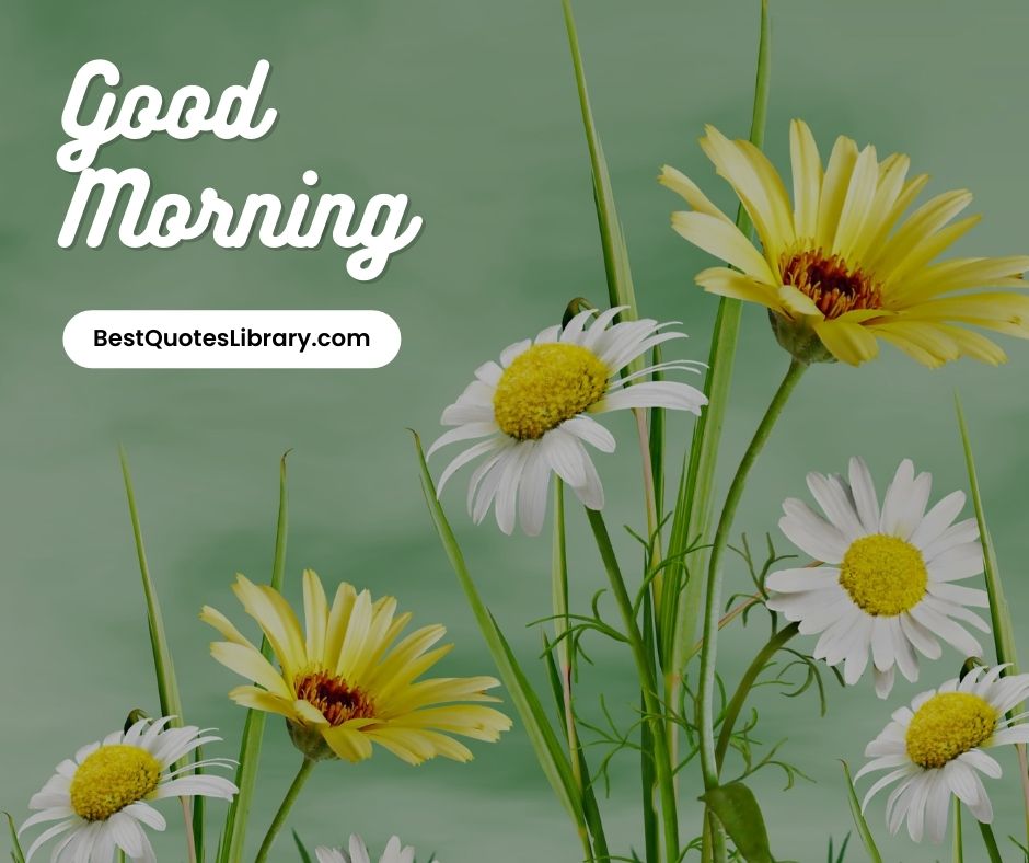 download free images of daisy wish you good morning on bestquoteslibrary