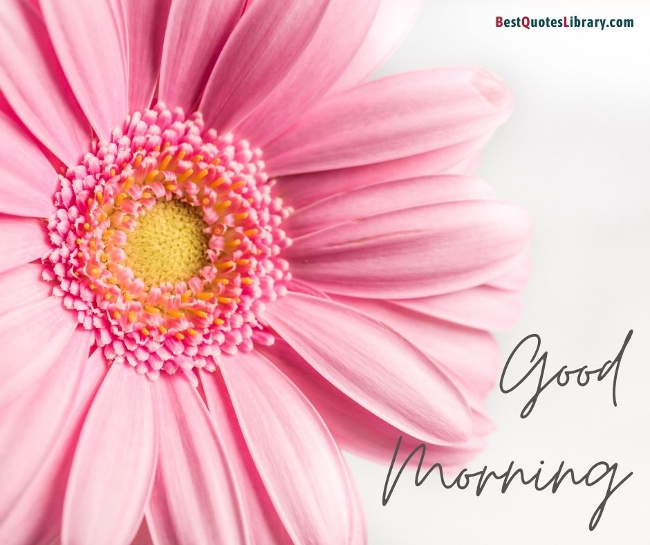 download free images of transvaal daisy wish you good morning on bestquoteslibrary