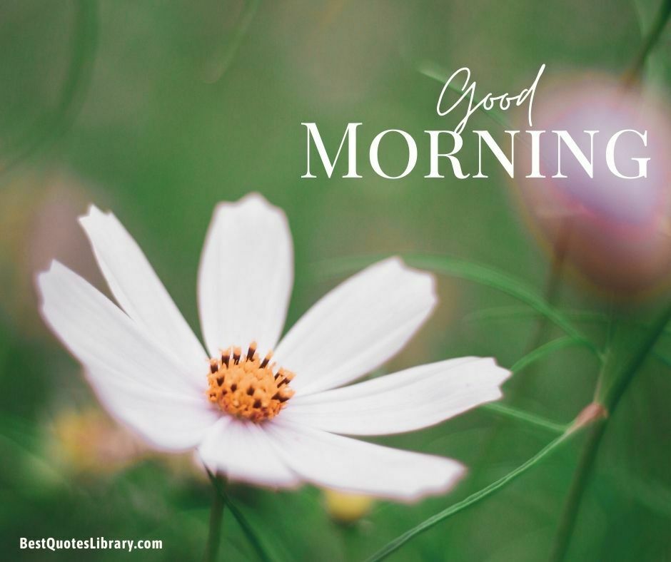 download free images of white flowers wish good morning with green background