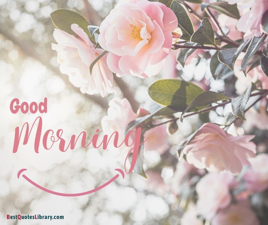 download free sweet pink roses wishing good morning smile from bestquoteslibrary nature background