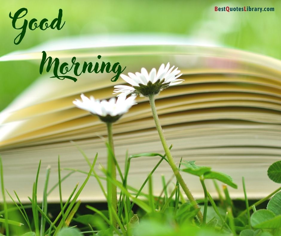 download free white daisy flower free picure with book's pages and garden in background wishing good morning