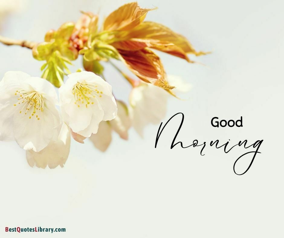 free download flower images on bestquotelibrary wishing good morning with leaves
