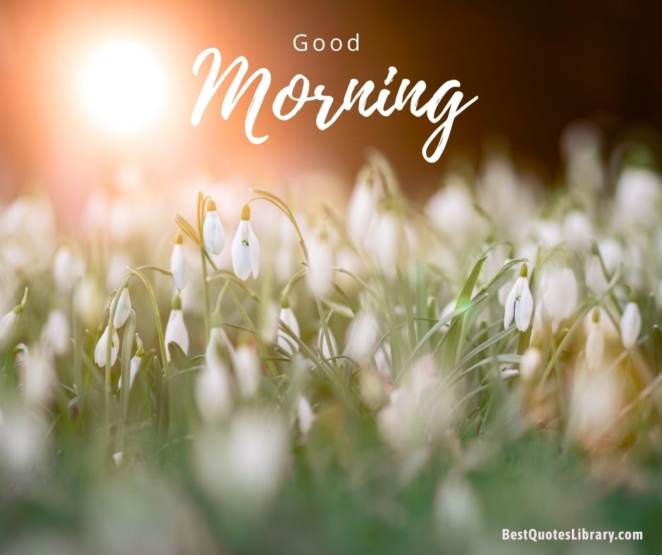 free download images of flower wish good morning with garden background onbestquoteslibrary